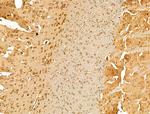 Arg3.1 Antibody in Immunohistochemistry (Paraffin) (IHC (P))