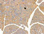 Arg3.1 Antibody in Immunohistochemistry (Paraffin) (IHC (P))