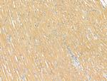 ARF1/ARF3/ARF5/ARF6 Antibody in Immunohistochemistry (Paraffin) (IHC (P))