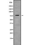 ARHGEF4 Antibody in Western Blot (WB)