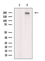 ARID1A Antibody in Western Blot (WB)