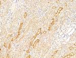 Asporin Antibody in Immunohistochemistry (Paraffin) (IHC (P))