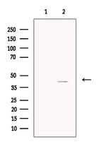 Asporin Antibody in Western Blot (WB)