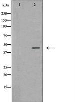 Ataxin 3 Antibody in Western Blot (WB)