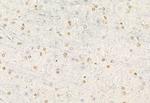 ATF6 Antibody in Immunohistochemistry (Paraffin) (IHC (P))