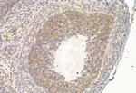 ATF6 Antibody in Immunohistochemistry (Paraffin) (IHC (P))