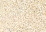 ATF6 Antibody in Immunohistochemistry (Paraffin) (IHC (P))