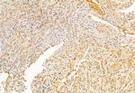 ATF6 Antibody in Immunohistochemistry (Paraffin) (IHC (P))