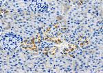 ATXN7L1 Antibody in Immunohistochemistry (Paraffin) (IHC (P))