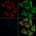 B7-H6 Antibody in Immunocytochemistry (ICC/IF)