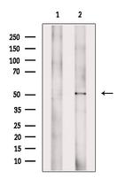 B7-H6 Antibody in Western Blot (WB)