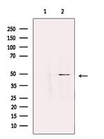 B7-H6 Antibody in Western Blot (WB)