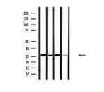 BCL-2 Antibody in Western Blot (WB)