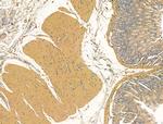 Bestrophin 2 Antibody in Immunohistochemistry (Paraffin) (IHC (P))