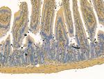 Bestrophin 2 Antibody in Immunohistochemistry (Paraffin) (IHC (P))