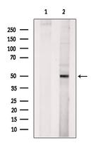 Tubulin beta-2C Antibody in Western Blot (WB)