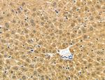 BHMT Antibody in Immunohistochemistry (Paraffin) (IHC (P))