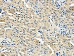 BHMT Antibody in Immunohistochemistry (Paraffin) (IHC (P))