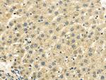 BHMT Antibody in Immunohistochemistry (Paraffin) (IHC (P))