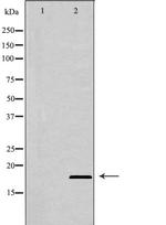 BIK Antibody in Western Blot (WB)