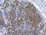 BRUCE Antibody in Immunohistochemistry (Paraffin) (IHC (P))