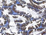 BRUCE Antibody in Immunohistochemistry (Paraffin) (IHC (P))