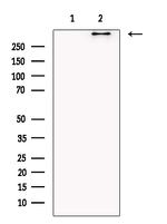 BRUCE Antibody in Western Blot (WB)