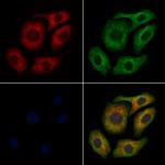 IBSP Antibody in Immunocytochemistry (ICC/IF)