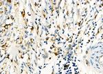 CTRP2 Antibody in Immunohistochemistry (Paraffin) (IHC (P))