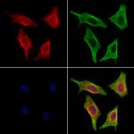 PMCA ATPase Antibody in Immunocytochemistry (ICC/IF)