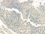 PMCA ATPase Antibody in Immunohistochemistry (Paraffin) (IHC (P))