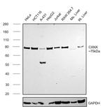 Calnexin Antibody in Western Blot (WB)