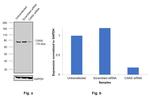 Calnexin Antibody in Western Blot (WB)