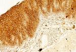 Calnexin Antibody in Immunohistochemistry (Paraffin) (IHC (P))