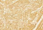 Calnexin Antibody in Immunohistochemistry (Paraffin) (IHC (P))