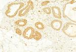 Calnexin Antibody in Immunohistochemistry (Paraffin) (IHC (P))