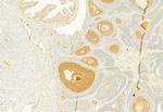 Calnexin Antibody in Immunohistochemistry (Paraffin) (IHC (P))