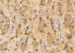 Calretinin Antibody in Immunohistochemistry (Paraffin) (IHC (P))