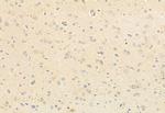 CaMKII alpha/delta Antibody in Immunohistochemistry (Paraffin) (IHC (P))