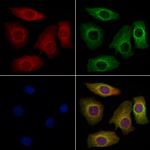 Caspr2 Antibody in Immunocytochemistry (ICC/IF)