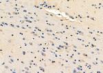 Eotaxin Antibody in Immunohistochemistry (Paraffin) (IHC (P))