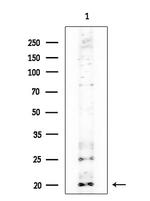 Eotaxin Antibody in Western Blot (WB)