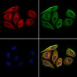 CCL14 Antibody in Immunocytochemistry (ICC/IF)