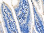 CCL14 Antibody in Immunohistochemistry (Paraffin) (IHC (P))