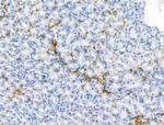 CCL14 Antibody in Immunohistochemistry (Paraffin) (IHC (P))