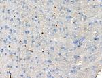 CCL14 Antibody in Immunohistochemistry (Paraffin) (IHC (P))