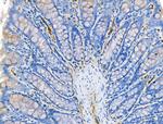 CCL14 Antibody in Immunohistochemistry (Paraffin) (IHC (P))