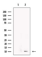 CCL14 Antibody in Western Blot (WB)