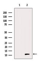 MIP-3 beta Antibody in Western Blot (WB)