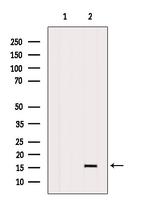 CCL21 Antibody in Western Blot (WB)